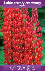 Łubin trwały czerwony (kłącze)   