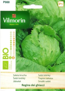 Sałata lodowa Regina dei ghacci 0,5g nasion BIO 