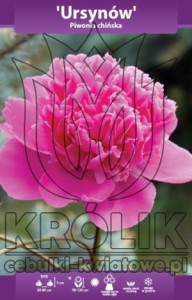 Piwonia chińska Ursynów kłącze