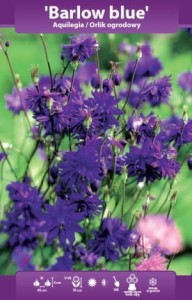 Orlik pełny Barlow Blue klącze