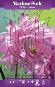 Orlik pełny Barlow Pink kłącze 