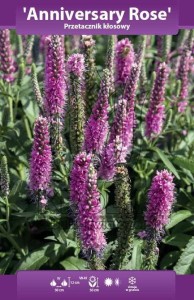 Przetacznik kłosowy Anniversary Rose (kłącze)