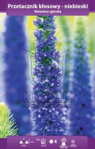 Przetacznik kłosowy niebieski (kłącze) 