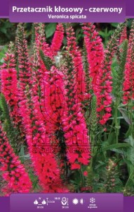 Przetacznik kłosowy czerwony (kłącze)  