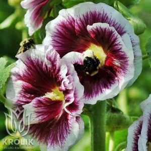 Malwa pełna Creme de Cassis (kłącze)