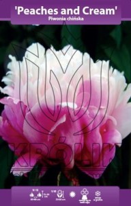 Piwonia chińska Peaches and Cream (kłącze )
