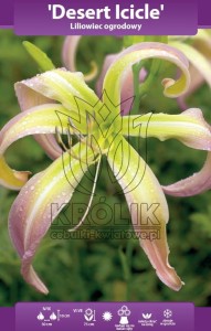 Liliowiec Desert Icicle (kłącze) 