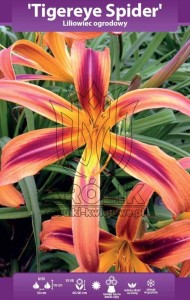 Liliowiec Tigereye Spider (kłącze) 