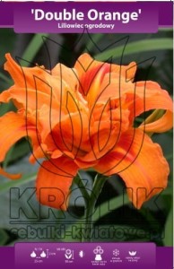 Liliowiec Double Orange (kłącze) 