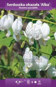 Serduszka okazała biała (Dicentra spectabilis) kłącze 