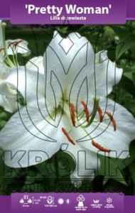 Lilia drzewiasta Pretty Woman XXL 22/+ (cebulka)  