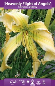 Liliowiec Heavenly Flight of Angels (kłącze)   