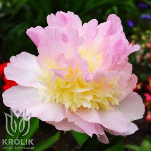 Piwonia Raspberry Sundae kłącze 