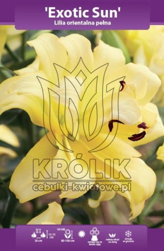 lilia pełna orientalna żółta Exotic Sun