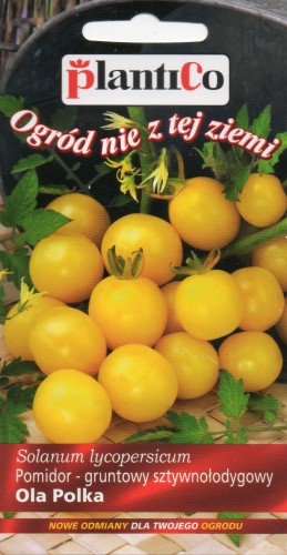 POMIDOR GRUNTOWY OLA POLKA.jpg