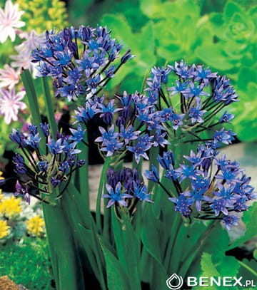 product-1039.jpg