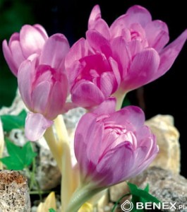 Zimowit bizantyjski Giant 18/20 (Colchicum giant) 1szt cebulka