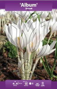 Zimowit  biały Album  13/+   1szt (cebulka)      