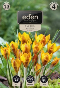 Krokus wiosenny Gipsy Girl 5/+  kapers 13szt 