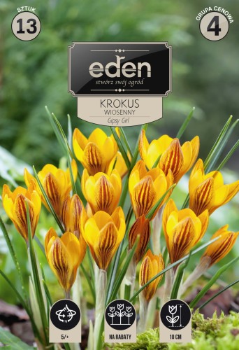 Krokus-wiosenny-Gipsy-Girl-EDEN---kapers.jpg