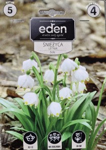 Śnieżyca letnia (Leucojum aestivum) 10/12 5szt
