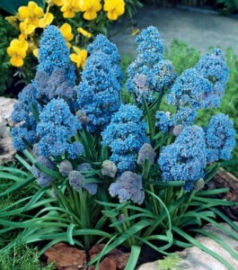 Szafirek Fantasy Creation 7/8 1szt (Muscari)