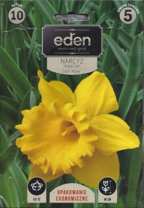 Narcyz trąbkowy Dutch Master 10/12 10szt kapers    