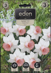 Narcyz trąbkowy Skype 12/14 3szt kapers   