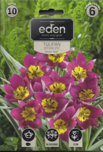 Tulipan botaniczny Persian Pearl 5/6 10szt   kapers  