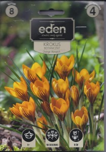 Krokus botaniczny Orange Monarch 5/+ kapers 8szt        