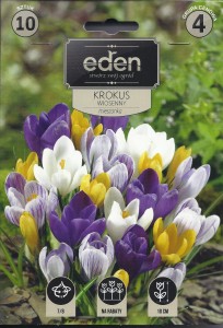 Krokus wiosenny mix 7/8 kapers 10szt         