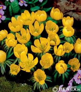 Rannik cylicyjski 5/+  kapers 10szt   (Eranthis)