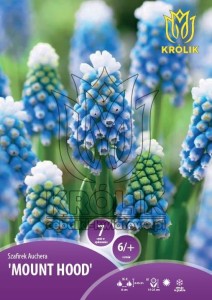 Szafirek Auchera "Mount Hood" 6/+  7szt kapers