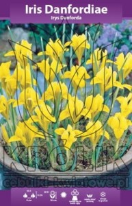 Irys Danforda 5/+ 1szt 