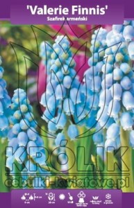 Szafirek armeński "Valerie Finnis" 7/8 1szt (Muscari)