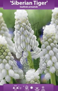 Szafirek armeński "Siberian Tiger" 7/8 1szt (Muscari) 