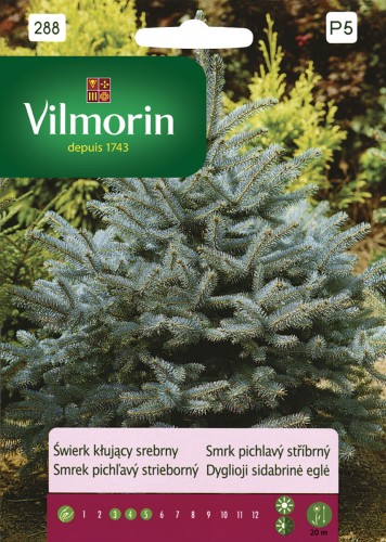 świerk kłujący srebrny Vilmorin Garden.jpg