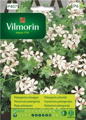 pelargonia zwisająca biała Vilmorin Garden.jpg