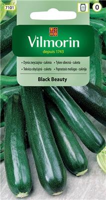 cukinia Black Beauty