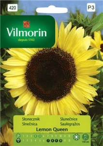 Słonecznik  Lemon Queen (Helianthus annuus) 0,5g nasion