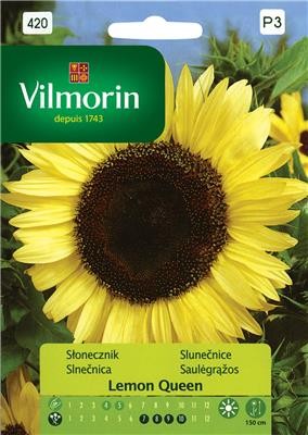 Słonecznik Lemon Queen (Helianthus annuus) 0,5g nasion