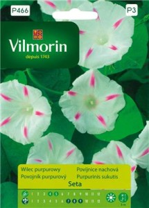 Wilec purpurowy Seta 0,5g  nasiona