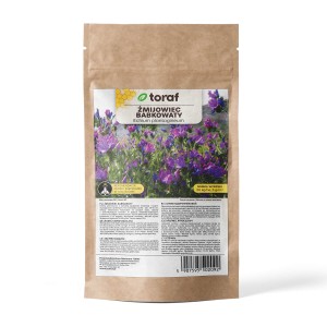 Żmijowiec babkowaty 100g  (Echium plantagineum)