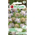 driakiew-gwiazdzista-liliowa.webp