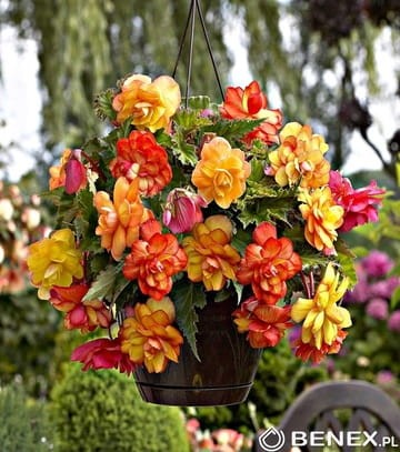 product-4664.jpg