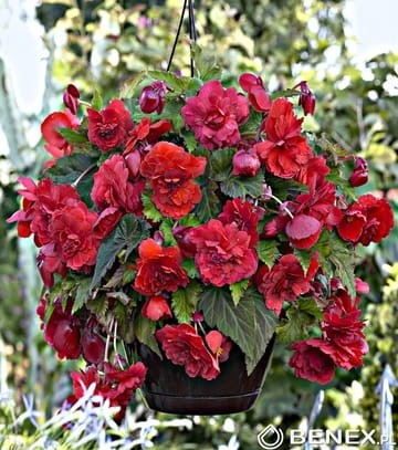 product-4661.jpg