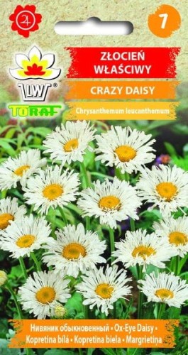 zlocien-wlasciwy-crazy-daisy.jpg