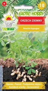 Orzech ziemny 5 szt   (Arachis hypogaea)