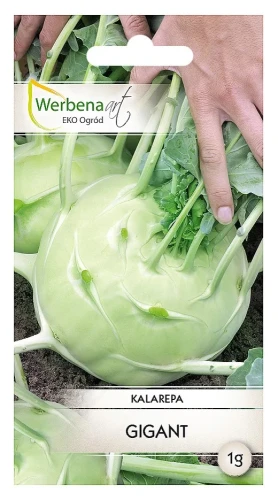 kalarepa-gigant-przod.webp