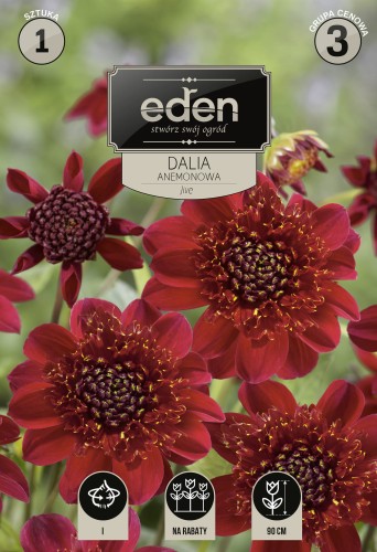 dalia anemonowa jive- kapers  Vilmorin Eden